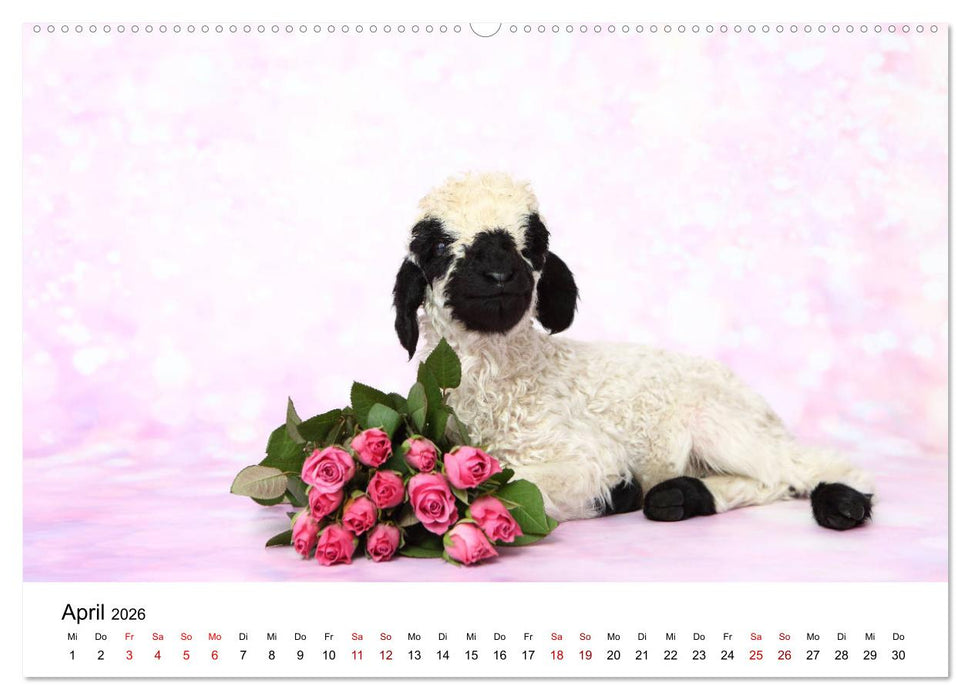 Walliser Schwarznasenschaf Valais Blacknose Sheep (CALVENDO Wandkalender 2026)