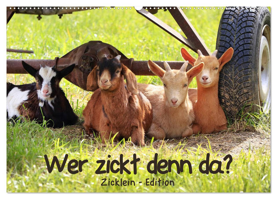 Wer zickt denn da? - Zicklein-Edition (CALVENDO Wandkalender 2026)