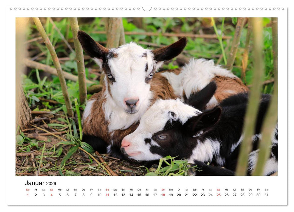 Wer zickt denn da? - Zicklein-Edition (CALVENDO Wandkalender 2026)