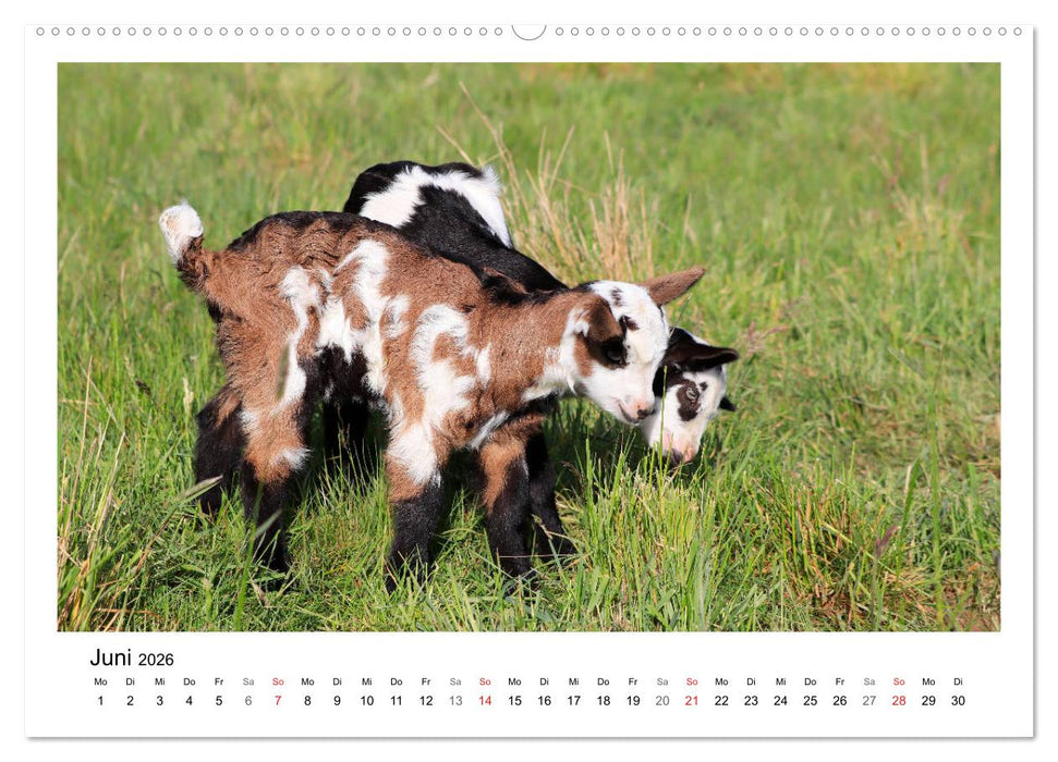 Wer zickt denn da? - Zicklein-Edition (CALVENDO Wandkalender 2026)