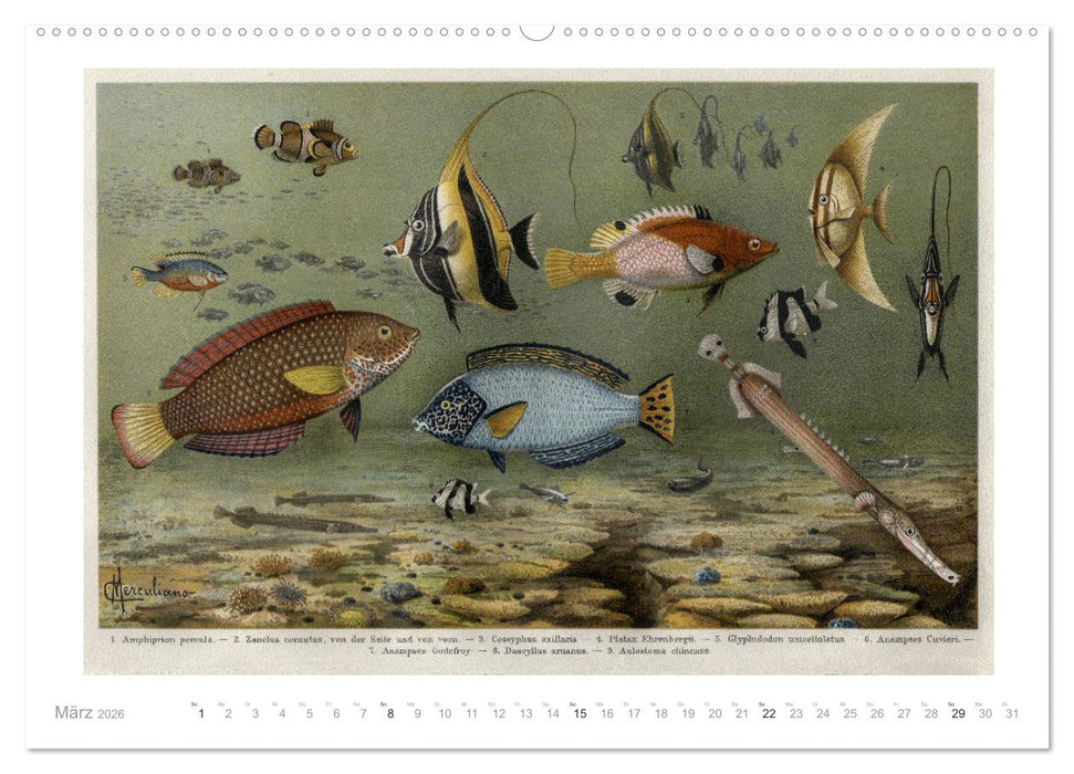 Farbenprächtige Fauna. Fische, Vögel, Schmetterlinge in Grafiken des 19 Jahrhunderts (CALVENDO Wandkalender 2026)