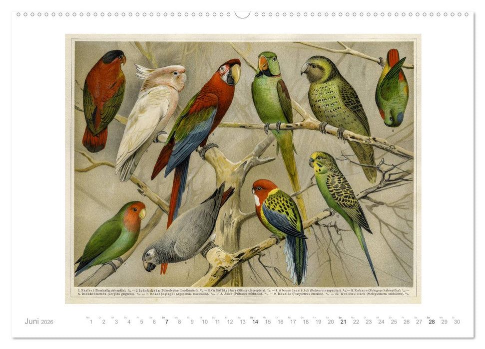 Farbenprächtige Fauna. Fische, Vögel, Schmetterlinge in Grafiken des 19 Jahrhunderts (CALVENDO Wandkalender 2026)