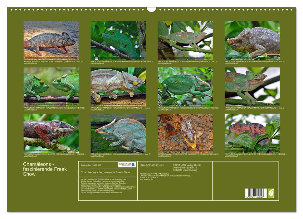 Chamäleons - faszinierende Freak Show (CALVENDO Wandkalender 2026)