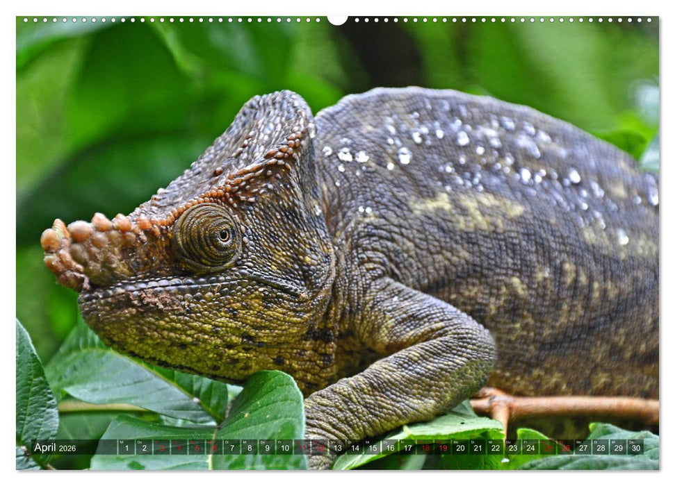 Chamäleons - faszinierende Freak Show (CALVENDO Wandkalender 2026)