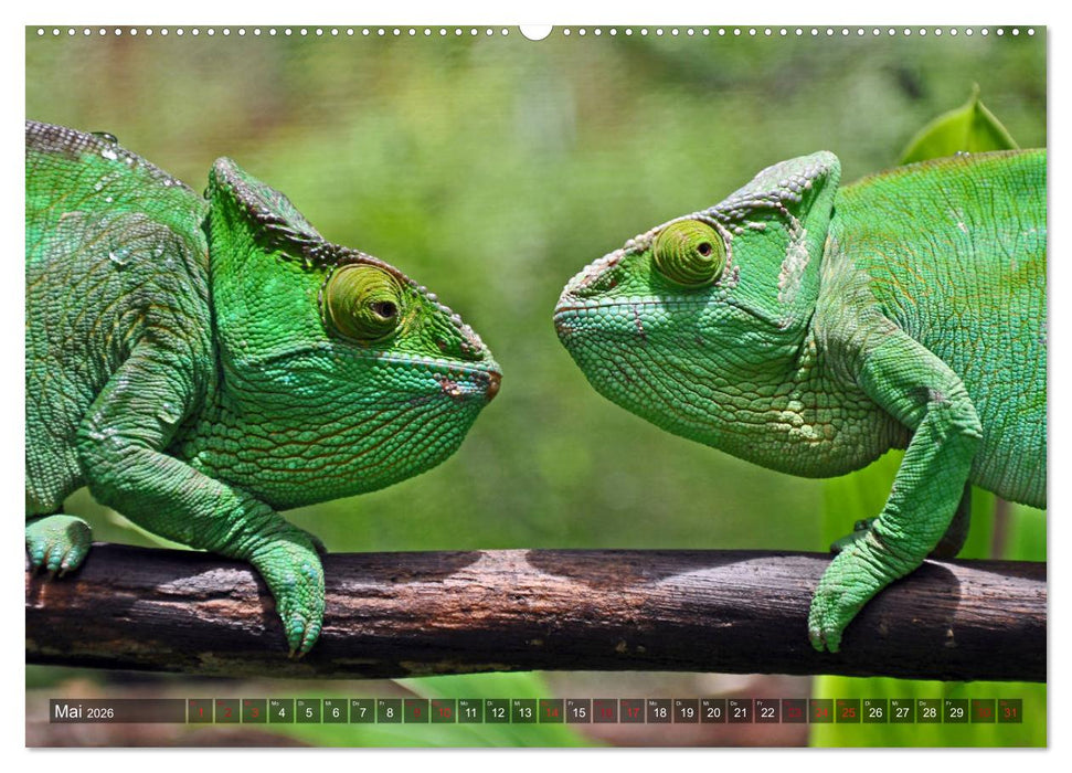 Chamäleons - faszinierende Freak Show (CALVENDO Wandkalender 2026)