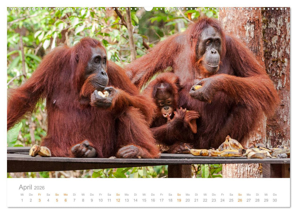 Orang-Utans Menschenaffen auf Borneo (CALVENDO Wandkalender 2026)