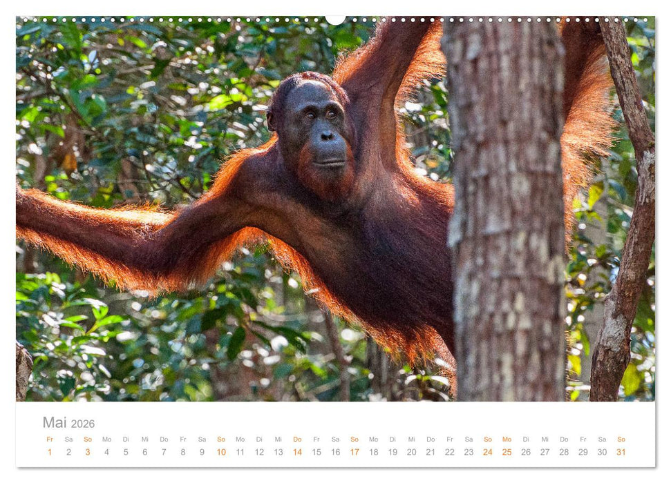 Orang-Utans Menschenaffen auf Borneo (CALVENDO Wandkalender 2026)