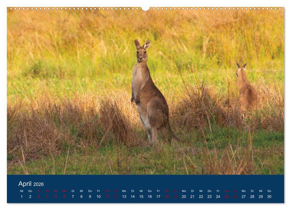 Freilebende Kängurus (CALVENDO Wandkalender 2026)
