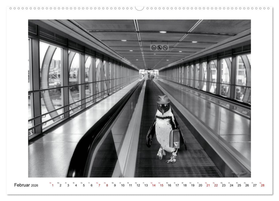 Pinguine privat (CALVENDO Wandkalender 2026)