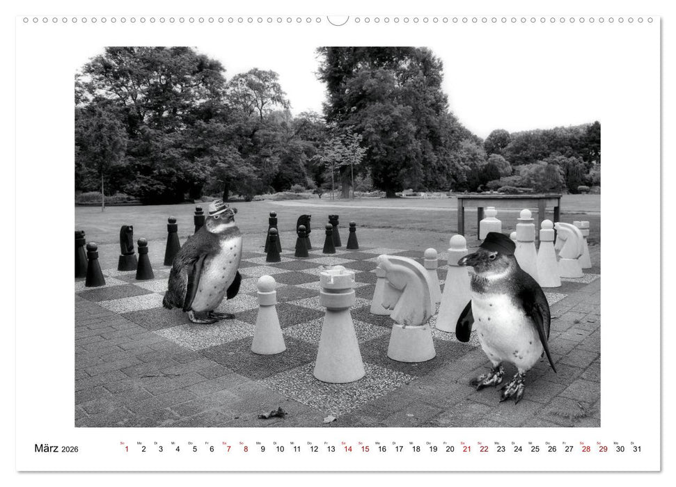 Pinguine privat (CALVENDO Wandkalender 2026)