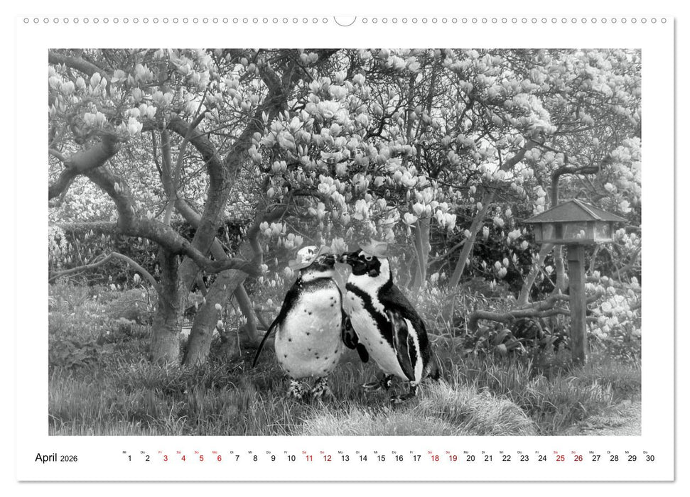 Pinguine privat (CALVENDO Wandkalender 2026)