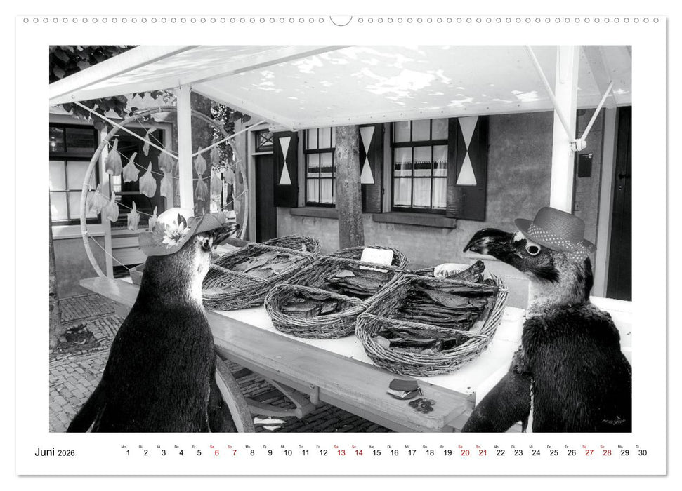 Pinguine privat (CALVENDO Wandkalender 2026)