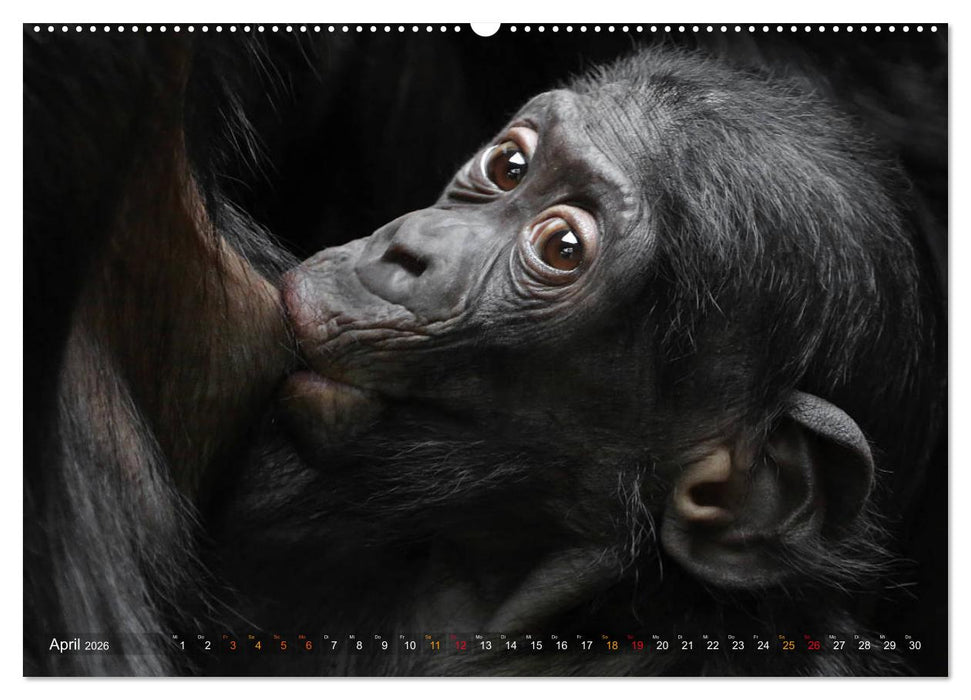 MENSCHENAFFENKINDER 2 (CALVENDO Wandkalender 2026)