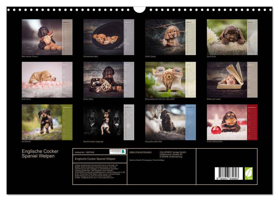 Englische Cocker Spaniel Welpen (CALVENDO Wandkalender 2026)