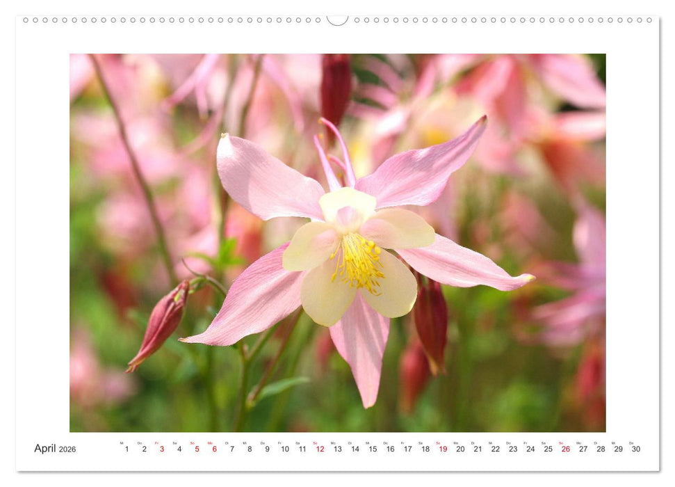Akeleien im Garten (CALVENDO Wandkalender 2026)