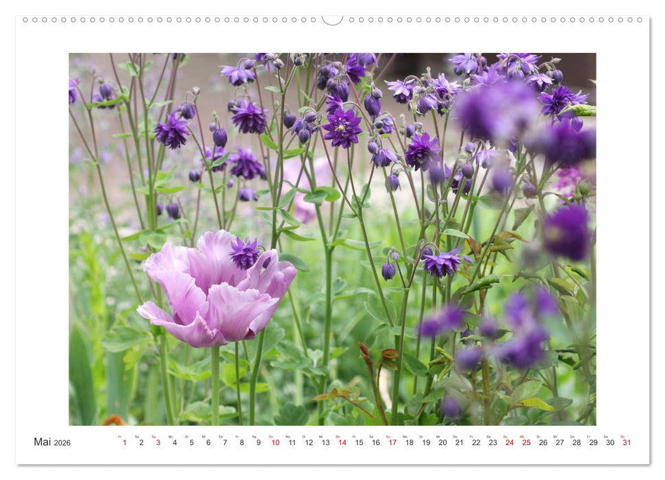 Akeleien im Garten (CALVENDO Wandkalender 2026)