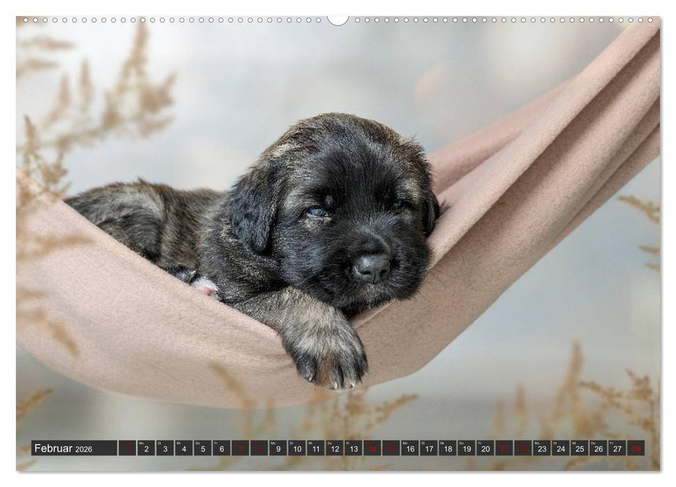 Germanische Bärenbabys (CALVENDO Wandkalender 2026)