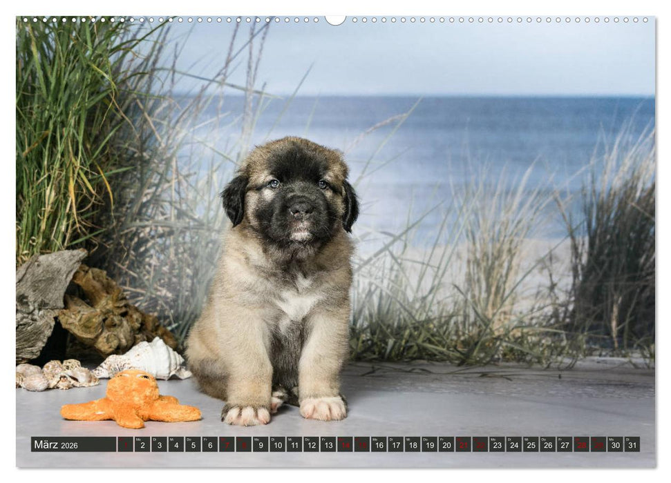 Germanische Bärenbabys (CALVENDO Wandkalender 2026)