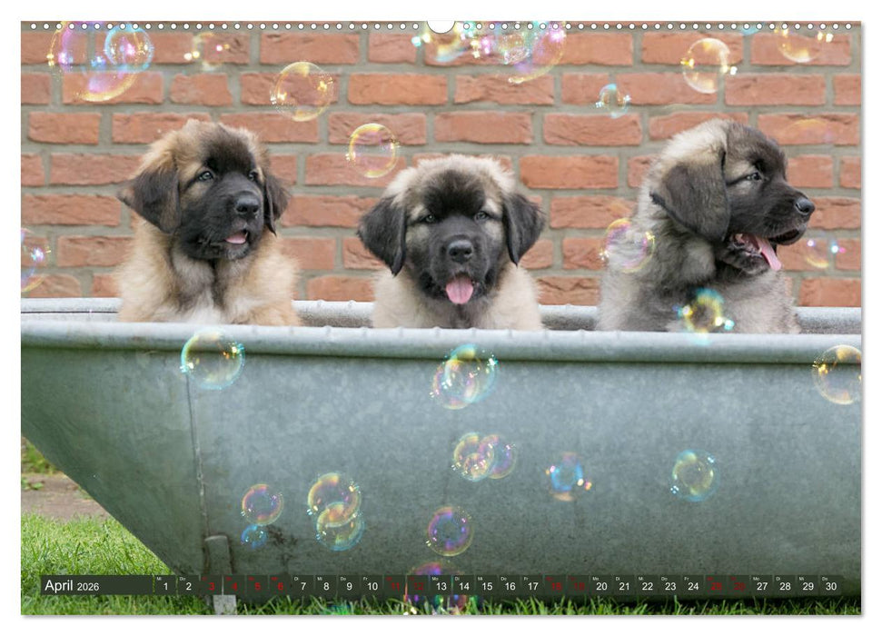 Germanische Bärenbabys (CALVENDO Wandkalender 2026)