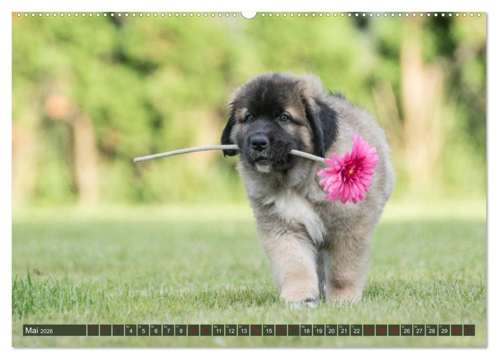 Germanische Bärenbabys (CALVENDO Wandkalender 2026)