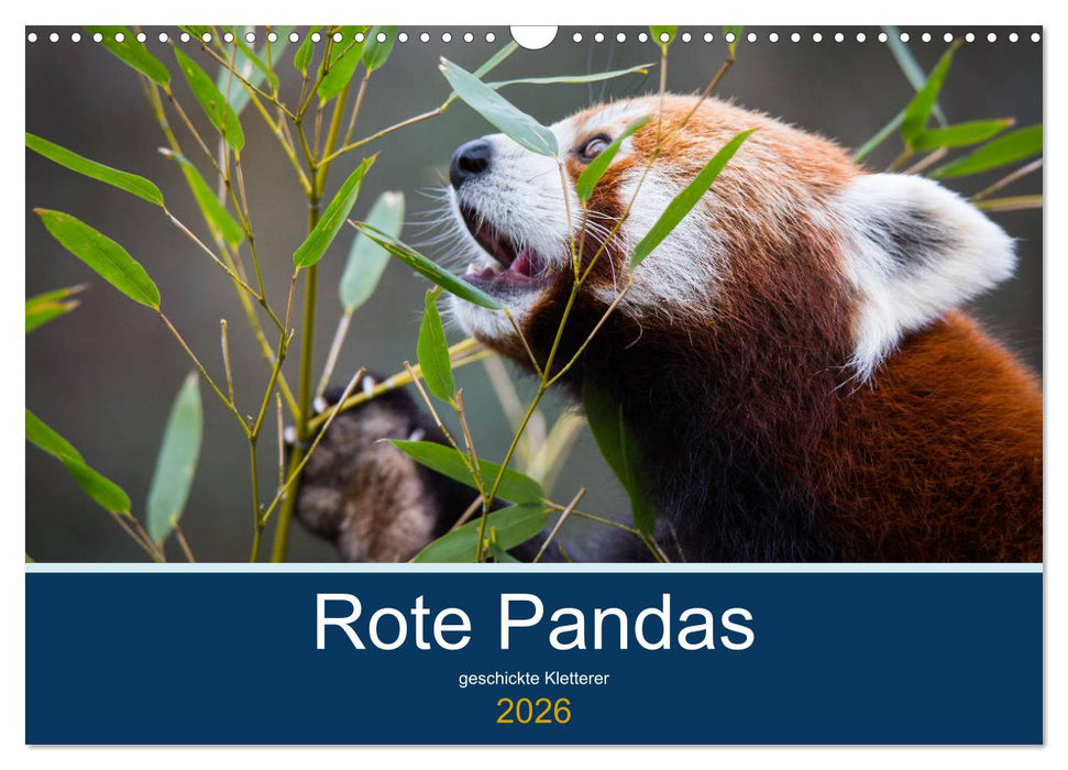 Rote Pandas - geschickte Kletterer (CALVENDO Wandkalender 2026)