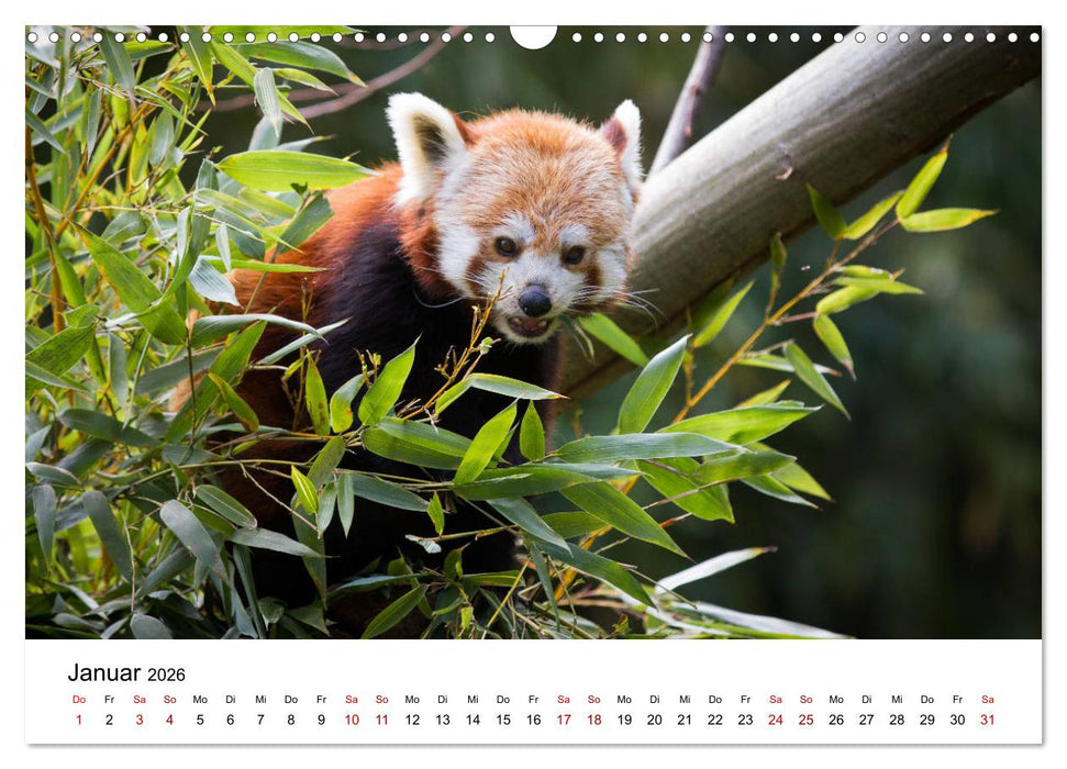 Rote Pandas - geschickte Kletterer (CALVENDO Wandkalender 2026)