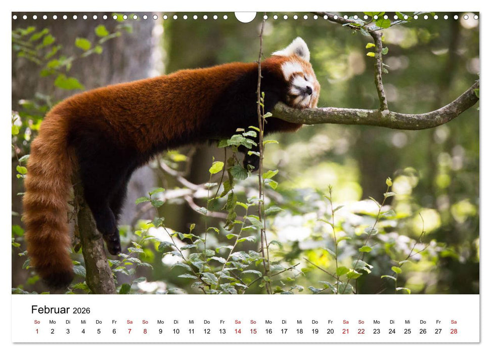 Rote Pandas - geschickte Kletterer (CALVENDO Wandkalender 2026)