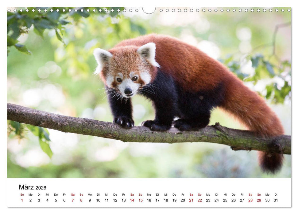 Rote Pandas - geschickte Kletterer (CALVENDO Wandkalender 2026)