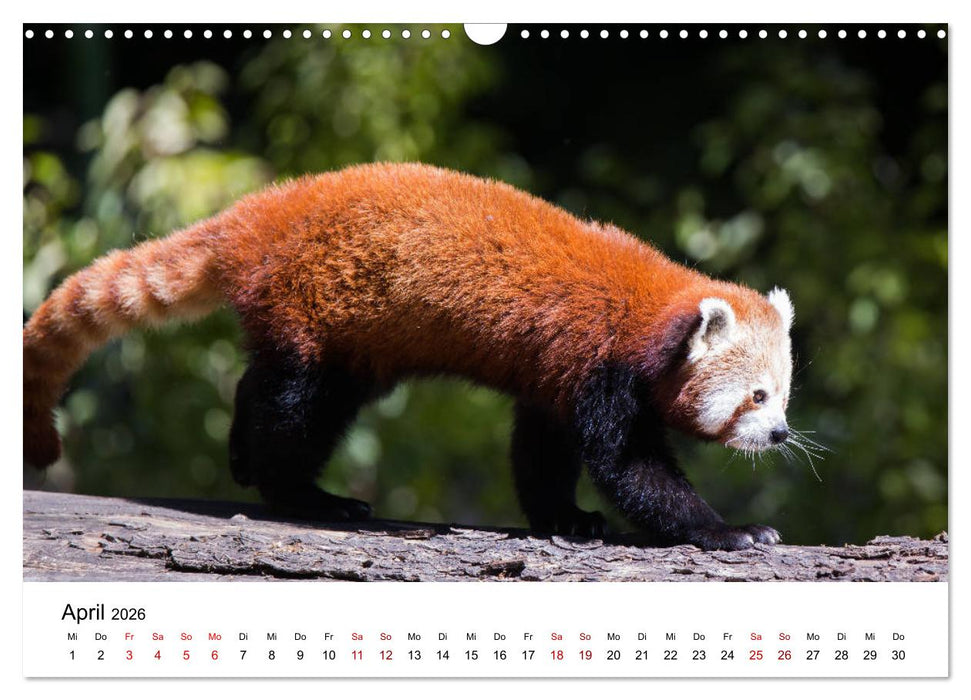 Rote Pandas - geschickte Kletterer (CALVENDO Wandkalender 2026)