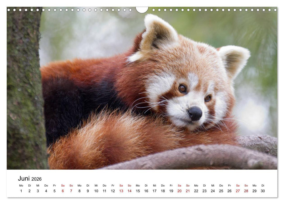 Rote Pandas - geschickte Kletterer (CALVENDO Wandkalender 2026)