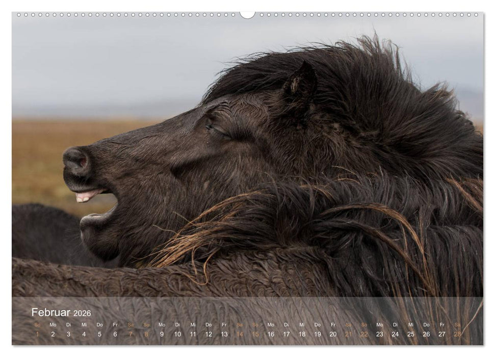 Islandpferde - Der Tölt Kalender (CALVENDO Wandkalender 2026)