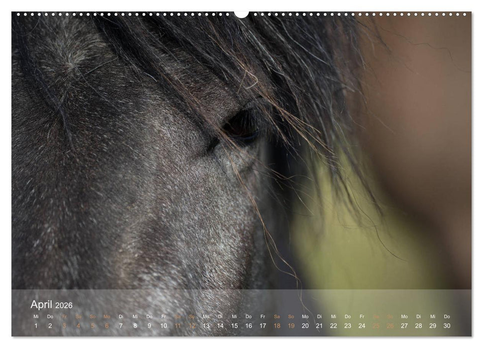 Islandpferde - Der Tölt Kalender (CALVENDO Wandkalender 2026)