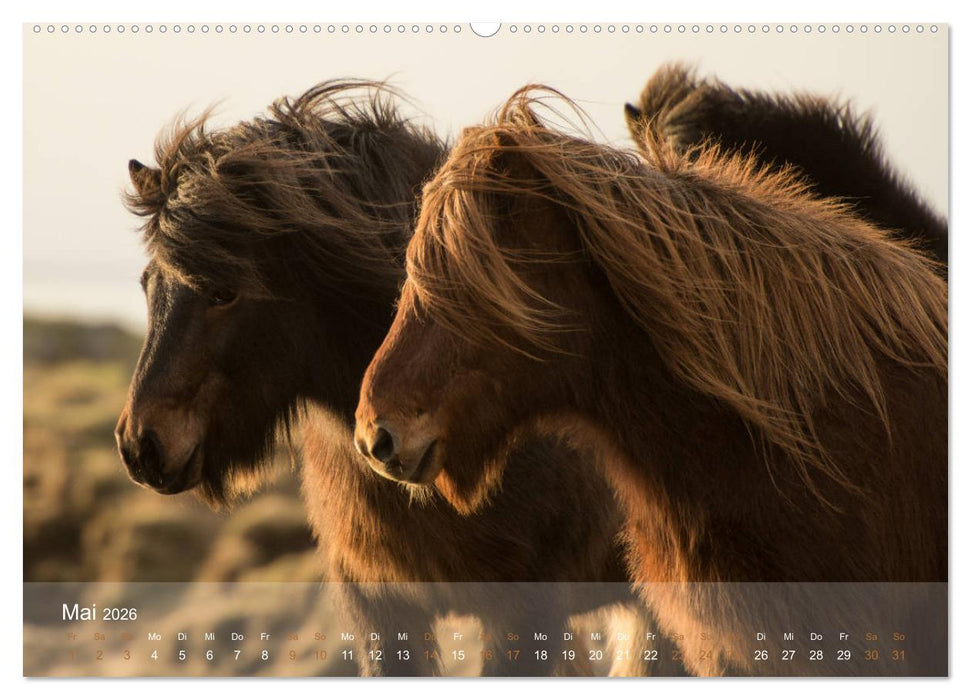 Islandpferde - Der Tölt Kalender (CALVENDO Wandkalender 2026)