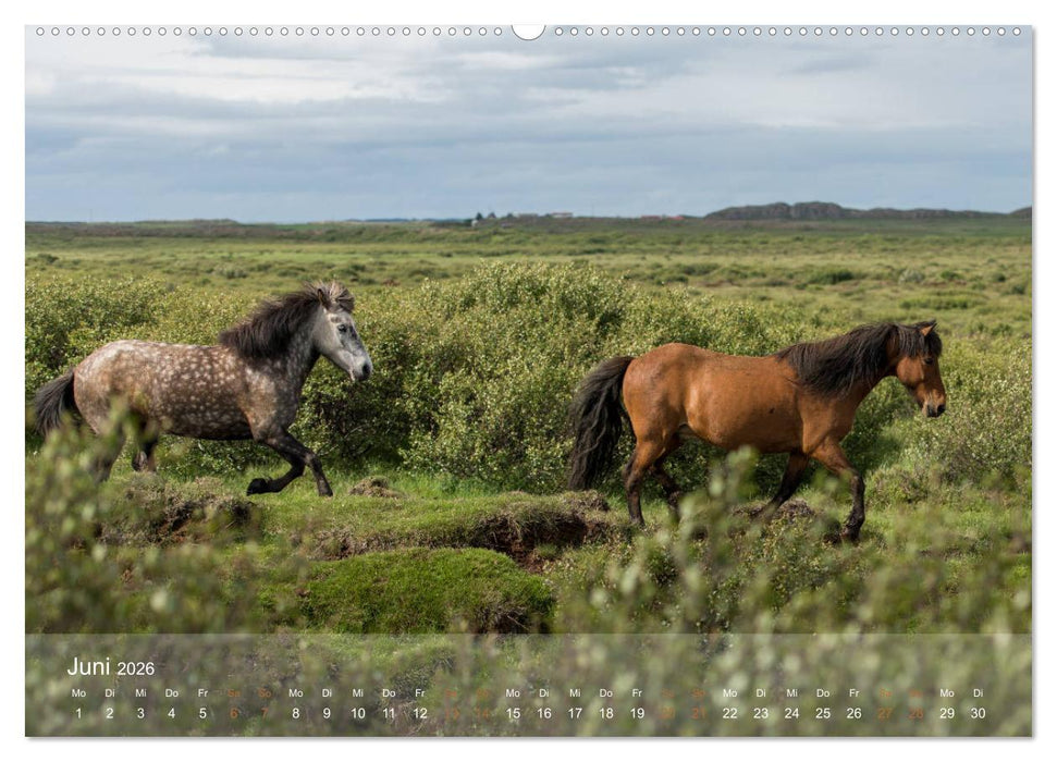 Islandpferde - Der Tölt Kalender (CALVENDO Wandkalender 2026)