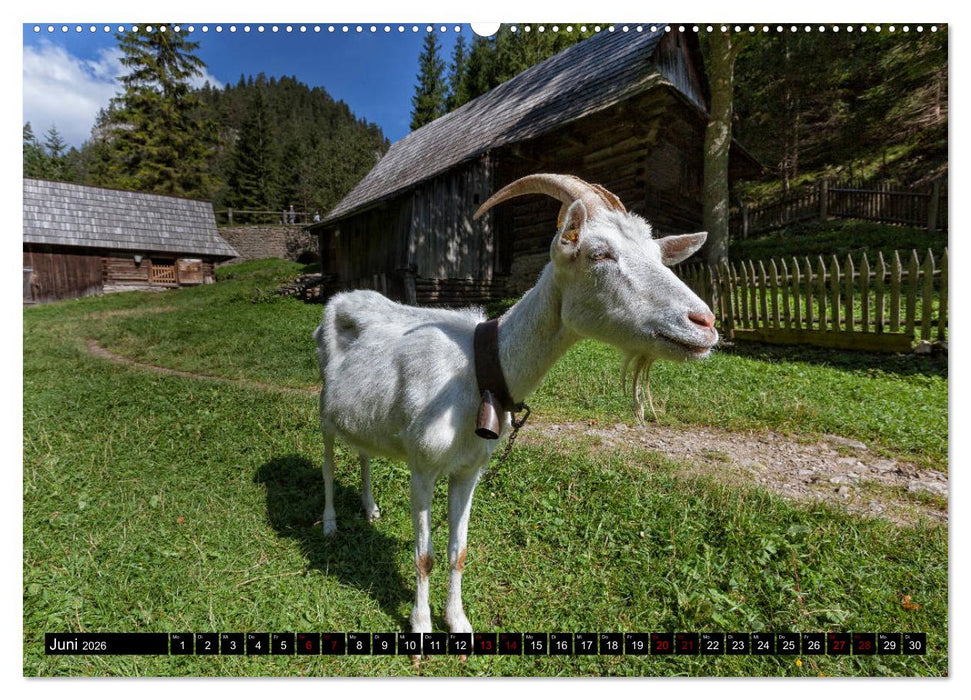 Slowakei - Reise durch das wilde Land (CALVENDO Wandkalender 2026)