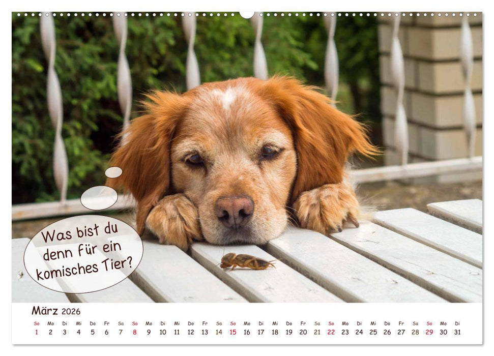 Frei Schnauze 2026. Was Hunde am liebsten sagen würden (CALVENDO Wandkalender 2026)