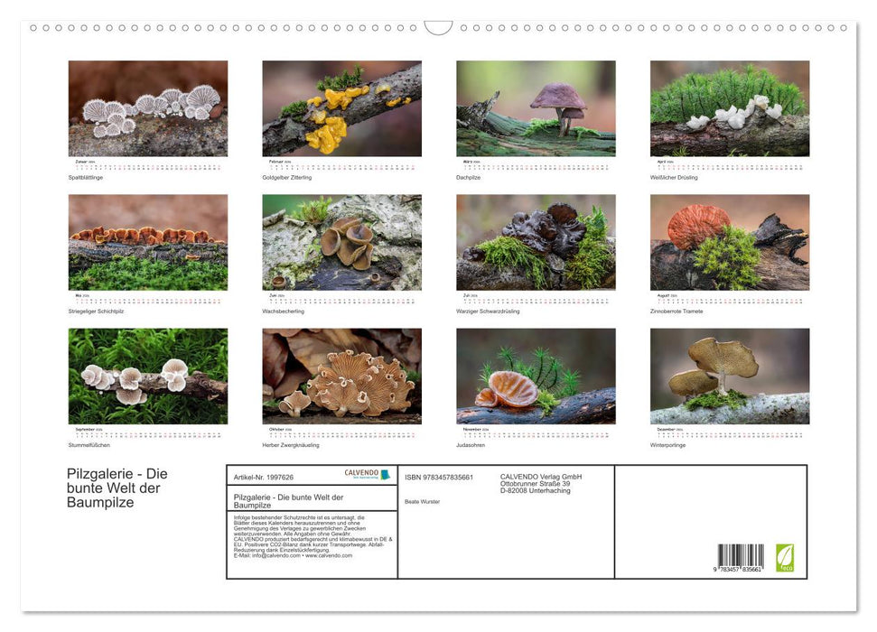 Pilzgalerie - Die bunte Welt der Baumpilze (CALVENDO Wandkalender 2026)
