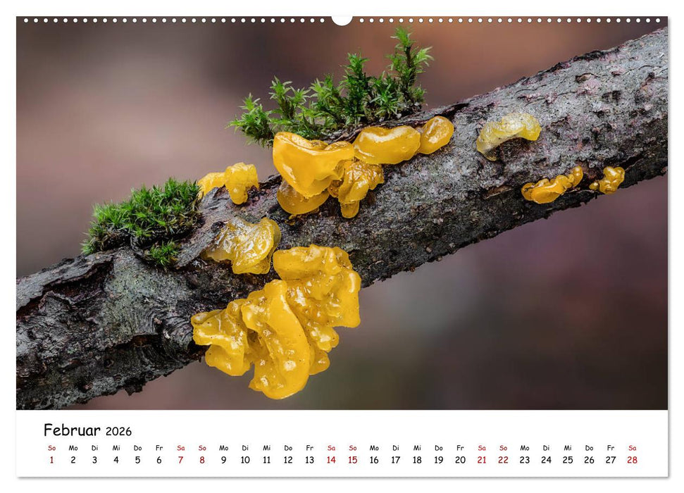 Pilzgalerie - Die bunte Welt der Baumpilze (CALVENDO Wandkalender 2026)