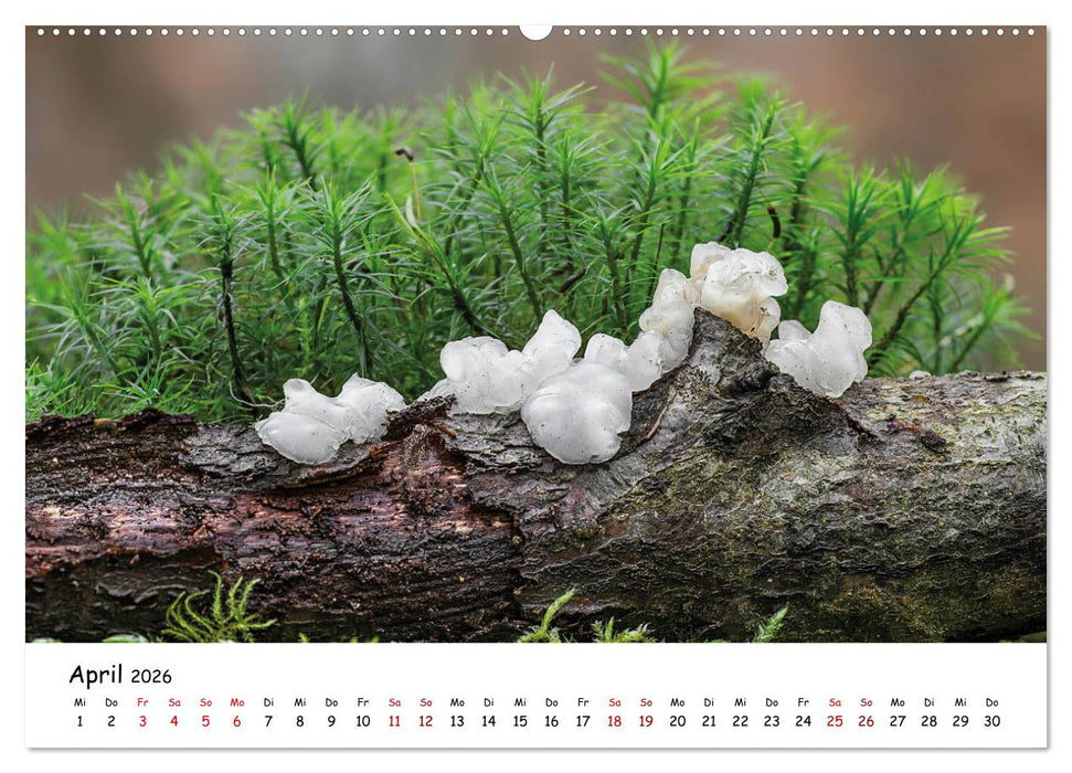 Pilzgalerie - Die bunte Welt der Baumpilze (CALVENDO Wandkalender 2026)