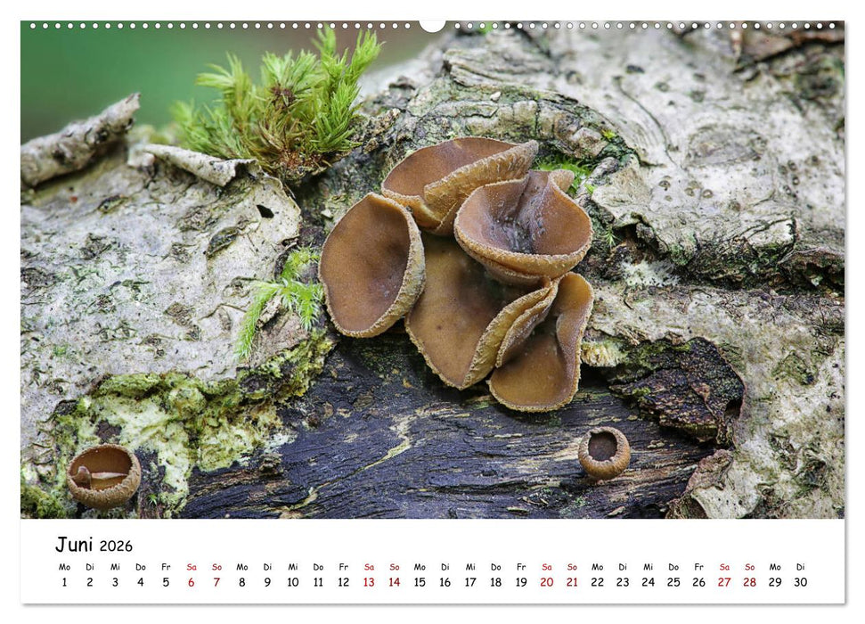 Pilzgalerie - Die bunte Welt der Baumpilze (CALVENDO Wandkalender 2026)