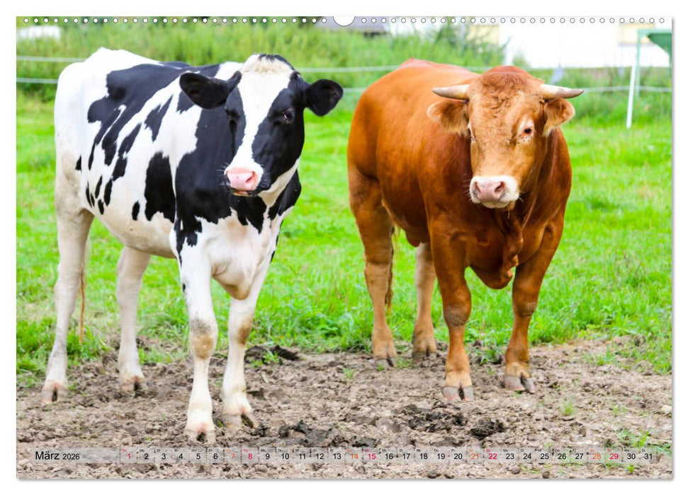 Sanfte Holsteiner (CALVENDO Wandkalender 2026)