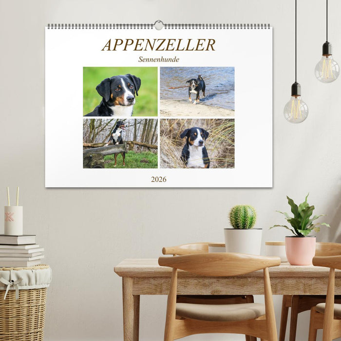 Appenzeller Sennenhunde (CALVENDO Wandkalender 2026)