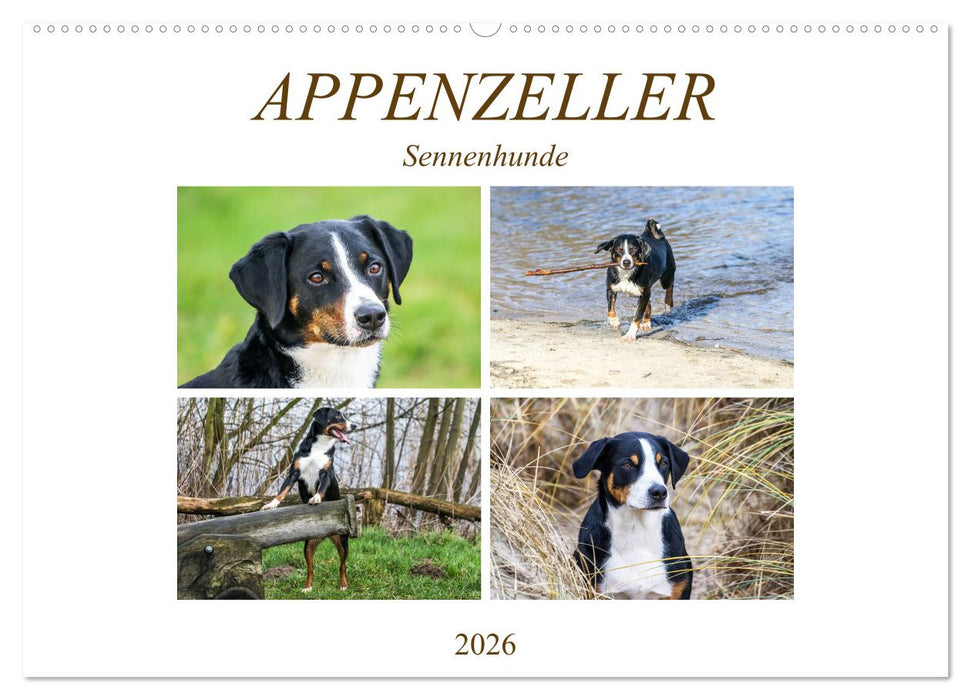 Appenzeller Sennenhunde (CALVENDO Wandkalender 2026)