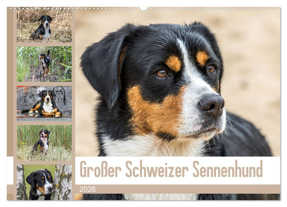 Großer Schweizer Sennenhund (CALVENDO Wandkalender 2026)