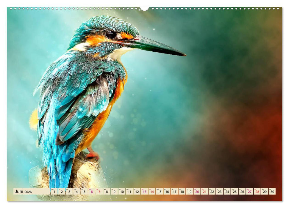 Wunderschöner Eisvogel (CALVENDO Wandkalender 2026)