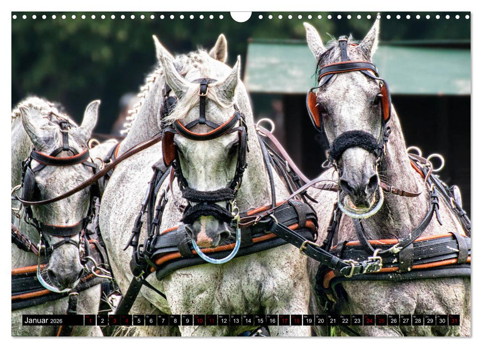 Fahrpferde in Aktion (CALVENDO Wandkalender 2026)