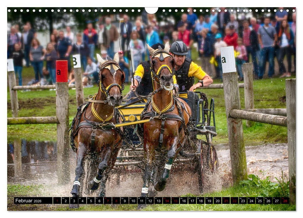 Fahrpferde in Aktion (CALVENDO Wandkalender 2026)