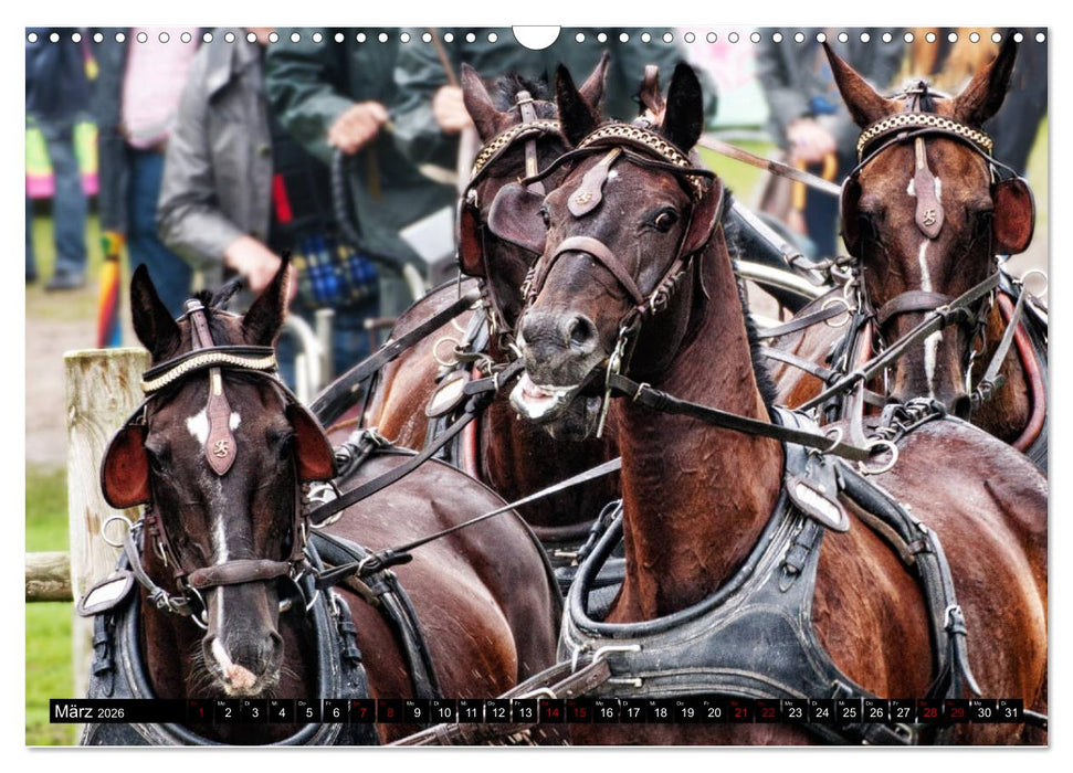 Fahrpferde in Aktion (CALVENDO Wandkalender 2026)