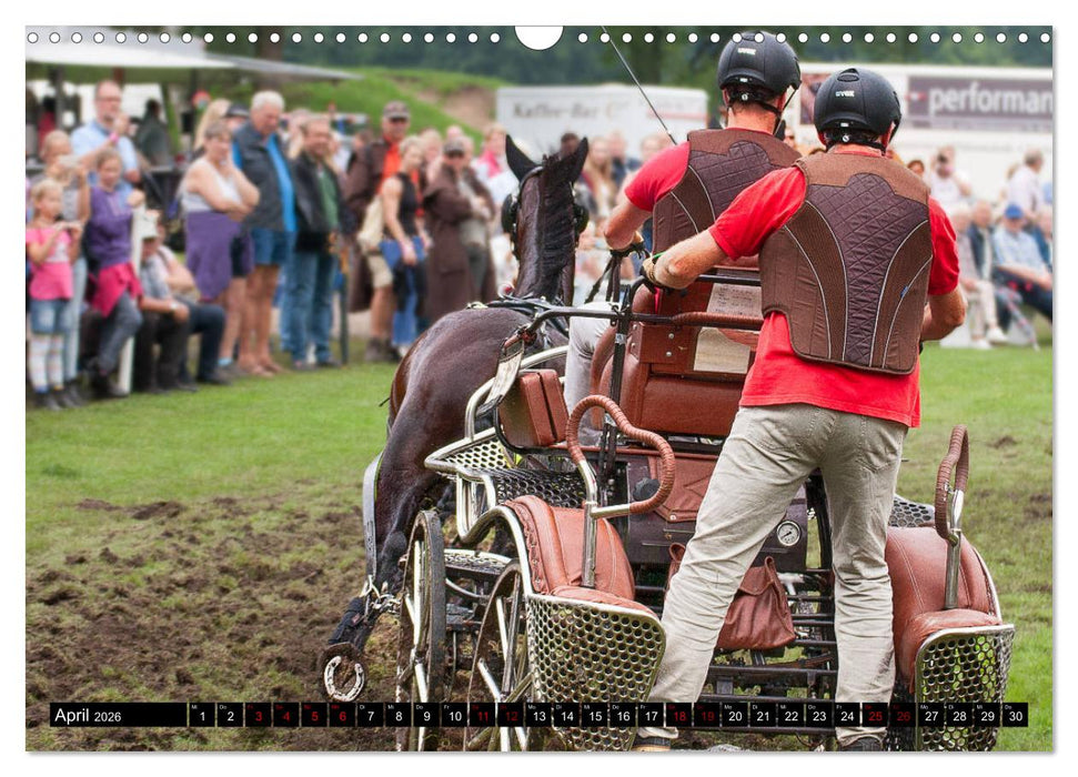 Fahrpferde in Aktion (CALVENDO Wandkalender 2026)