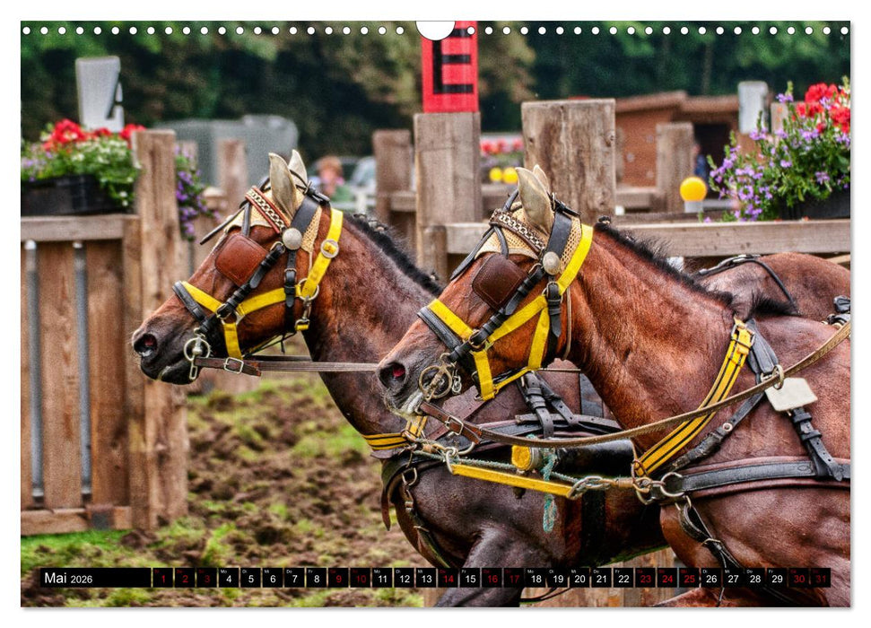 Fahrpferde in Aktion (CALVENDO Wandkalender 2026)